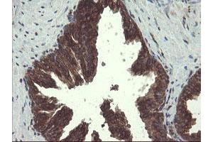 Image no. 6 for anti-Acyl-CoA Binding Domain Containing 3 (Acbd3) antibody (ABIN1498415)