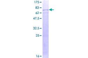 Image no. 1 for Kynurenine 3-Monooxygenase (Kynurenine 3-Hydroxylase) (KMO) (AA 1-407) protein (GST tag) (ABIN1308905)