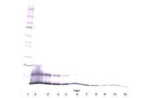 Image no. 1 for anti-Chemokine (C-C Motif) Ligand 5 (CCL5) antibody (ABIN465753) (CCL5 anticorps)