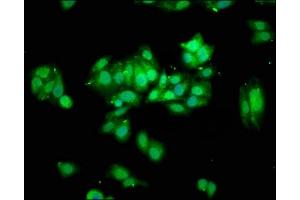 Immunofluorescence staining of HepG2 cells with ABIN7172059 at 1:100, counter-stained with DAPI.