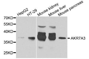 Western blot analysis of extract of various cells, using AKR7A3 antibody. (AKR7A3 anticorps)