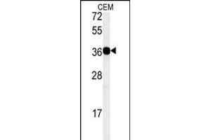 Western blot analysis of CD300LB Antibody (N-term) (ABIN651396 and ABIN2840215) in CEM cell line lysates (35 μg/lane). (CD300LB anticorps  (N-Term))