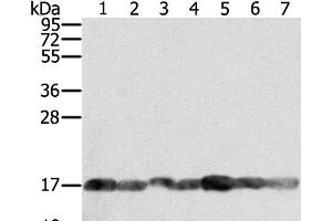 Western Blot analysis of PC3, Raji, NIH/3T3, K562, hela, hepg2 and Jurkat cell using PPIA Polyclonal Antibody at dilution of 1:400 (PPIA anticorps)