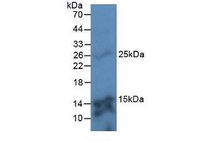 Western blot analysis of Mouse Kidney Tissue. (TMEM27 anticorps  (AA 17-137))