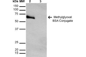 Western Blot analysis of Methylglyoxal-BSA Conjugate showing detection of 67 kDa Methylglyoxal-BSA using Mouse Anti-Methylglyoxal Monoclonal Antibody, Clone 9F11 . (Methylglyoxal (MG) anticorps)