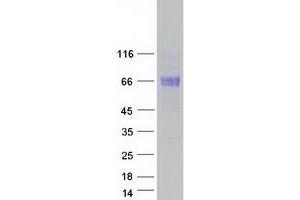 Validation with Western Blot (BTNL9 Protein (Myc-DYKDDDDK Tag))