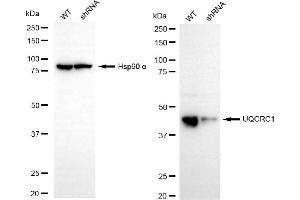 anti-Ubiquinol-Cytochrome C Reductase Core Protein I (UQCRC1) antibody