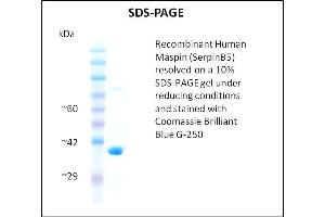 SDS-PAGE (SDS) image for serpin Peptidase Inhibitor, Clade B (Ovalbumin), Member 5 (SERPINB5) (Active) protein (ABIN5509795)