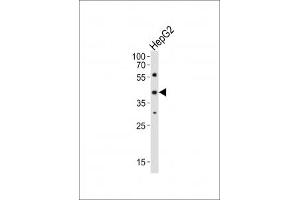 Western blot analysis of lysate from HepG2 cell line using Lhx1 antibody diluted at 1:1000.