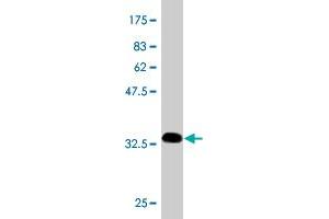 Western Blot detection against Immunogen (34. (CKS2 anticorps  (AA 1-79))