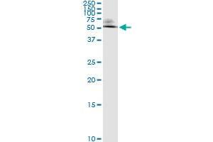 Immunoprecipitation of ODC1 transfected lysate using anti-ODC1 monoclonal antibody and Protein A Magnetic Bead , and immunoblotted with ODC1 MaxPab rabbit polyclonal antibody.