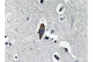 Immunohistochemistry analyzes of AP20629PU-N AQP0 antibody in paraffin-embedded human brain tissue. (MIP anticorps)