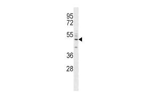 CD14 Antibody (C-term) (ABIN390261 and ABIN2840719) western blot analysis in A549 cell line lysates (35 μg/lane).