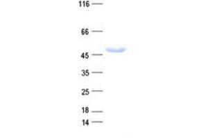 Validation with Western Blot (TARBP2 Protein (His tag))