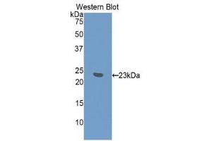 Western Blotting (WB) image for anti-Interferon, alpha 7 (IFNa7) (AA 24-190) antibody (ABIN3203135) (IFNA7 anticorps  (AA 24-190))