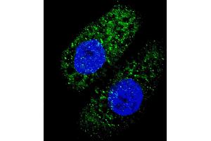 Fluorescent image of  cells stained with ATG5 antibody. (ATG5 anticorps)