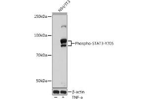Western blot analysis of NIH/3T3 cells, using Phospho-ST-Y705 Rabbit mAb (ABIN6135325, ABIN6136266, ABIN6136267 and ABIN7101883) at 1:1000 dilution.