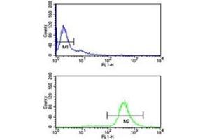 EIF2A antibody flow cytometry analysis of Ramos cells (bottom histogram) compared to a negative control (top histogram).