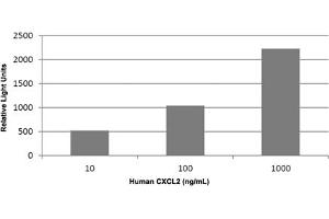 Triplicate samples of primary human neutrophils from three donors were allowed to migrate to human CXCL2 (10, 100 and 1000 ng/mL).