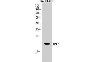Western Blot (WB) analysis of Rat Heart cells using PRAF2 Polyclonal Antibody. (PRAF2 anticorps  (C-Term))