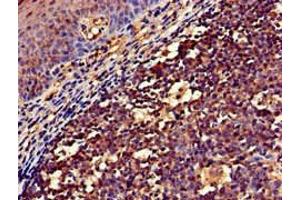 Immunohistochemistry of paraffin-embedded human tonsil tissue using ABIN7161494 at dilution of 1:100