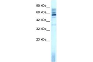 Western Blotting (WB) image for anti-TAF15 RNA Polymerase II, TATA Box Binding Protein (TBP)-Associated Factor, 68kDa (TAF15) antibody (ABIN2460174) (TAF15 anticorps)