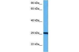 Host:  Mouse  Target Name:  BCAP31  Sample Tissue:  Mouse Small Intestine  Antibody Dilution:  1ug/ml