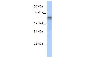 WB Suggested Anti-IRF6 Antibody Titration:  0. (IRF6 anticorps  (Middle Region))