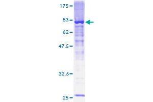 Image no. 1 for Olfactomedin-Like 2A (OLFML2A) (AA 1-438) protein (GST tag) (ABIN1313375)