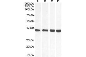 ABIN5539864 (0. (MDH2 anticorps  (Internal Region))