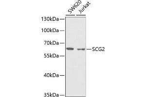 Western blot analysis of extracts of various cell lines, using SCG2 antibody (ABIN6129461, ABIN6147421, ABIN6147423 and ABIN6222065) at 1:1000 dilution. (SCG2 anticorps  (AA 30-320))