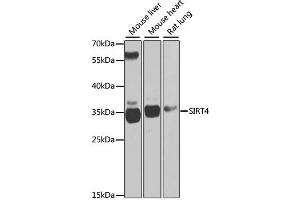 Western blot analysis of extracts of various cell lines, using SIRT4 antibody (ABIN2559931) at 1:1000 dilution. (SIRT4 anticorps)