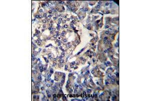 RPL35 Antibody (C-term) (ABIN656883 and ABIN2846083) immunohistochemistry analysis in formalin fixed and paraffin embedded human pancreas tissue followed by peroxidase conjugation of the secondary antibody and DAB staining. (RPL35 anticorps  (C-Term))
