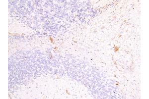 ABIN334397 (4µg/ml) staining of paraffin embedded Mouse Brain.