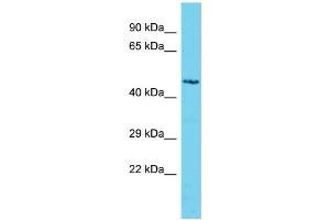 Host: Rabbit Target Name: C3orf32 Sample Type: Jurkat Whole Cell lysates Antibody Dilution: 1. (SSUH2 anticorps  (Middle Region))