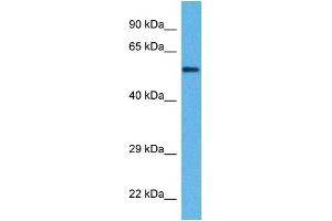 Host:  Rabbit  Target Name:  KL  Sample Tissue:  Human DLD1 Whole Cell  Antibody Dilution:  1ug/ml