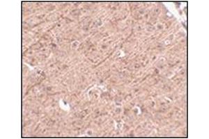 Immunohistochemistry of LASS5 in mouse brain tissue with this product at 2. (LASS5 anticorps  (N-Term))