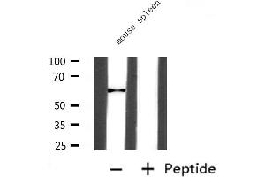 Western blot analysis of extracts from Mouse slpeen, using ANGPT2 Antibody.