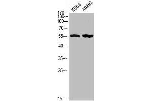 Western blot analysis of K562 AD293 using Phospho-MEF-2D (S444) antibody.