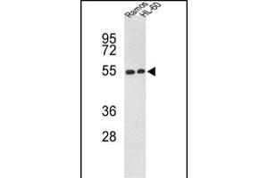 Western blot analysis of NR1H2 Antibody (N-term) (ABIN652465 and ABIN2842316) in Ramos, HL-60 cell line lysates (35 μg/lane).
