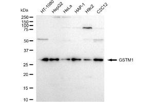 anti-Glutathione S-Transferase mu 1 (GSTM1) antibody