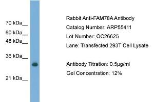 WB Suggested Anti-FAM78A  Antibody Titration: 0. (FAM78A anticorps  (C-Term))