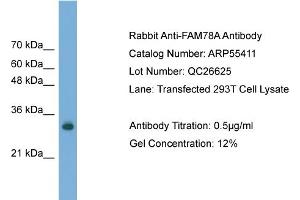 WB Suggested Anti-FAM78A  Antibody Titration: 0.