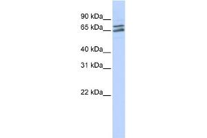 WB Suggested Anti-PAPOLG Antibody Titration:  0.
