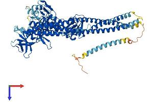 AlphaFold protein structure predicition of Mouse Recombinant Tbk1 Protein, UniprotID Q9WUN2