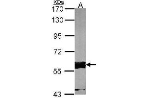 FASTK anticorps  (C-Term)