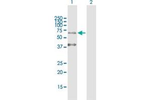 Western Blot analysis of KRT9 expression in transfected 293T cell line by KRT9 MaxPab polyclonal antibody. (KRT9 anticorps)