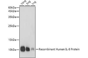 Western blot analysis of extracts of Recombinant Human IL-8 Protein, using IL8 antibody (ABIN3016225, ABIN3016226, ABIN3016227 and ABIN6219634) at 1:1000 dilution. (IL-8 anticorps  (AA 21-99))
