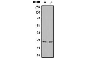 Western blot analysis of Cerebellin 3 expression in HepG2 (A), mouse brain (B) whole cell lysates. (CBLN3 anticorps  (C-Term))