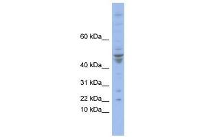 POLE4 antibody used at 0.